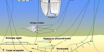 Marmara Denizi ekosistemine gırgır tehlikesi