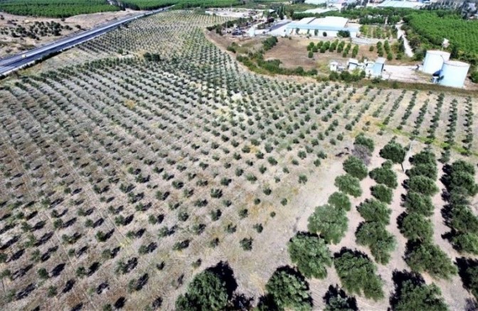 Bozulan maden sahalarına 10 milyon ağaç