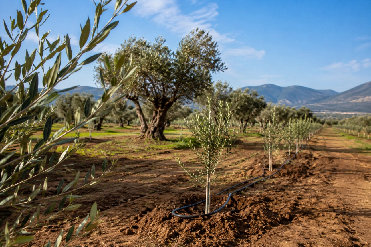 Zeytin ağaçları yeni yerinde hayata tutundu